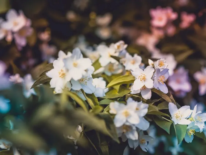 Jasmine