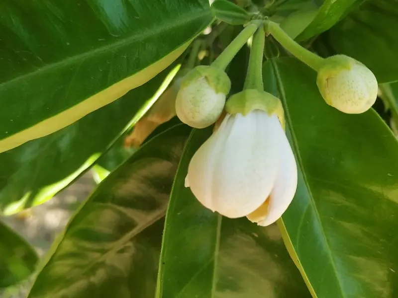 Orange Blossom