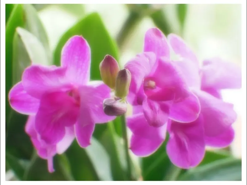 Orchid